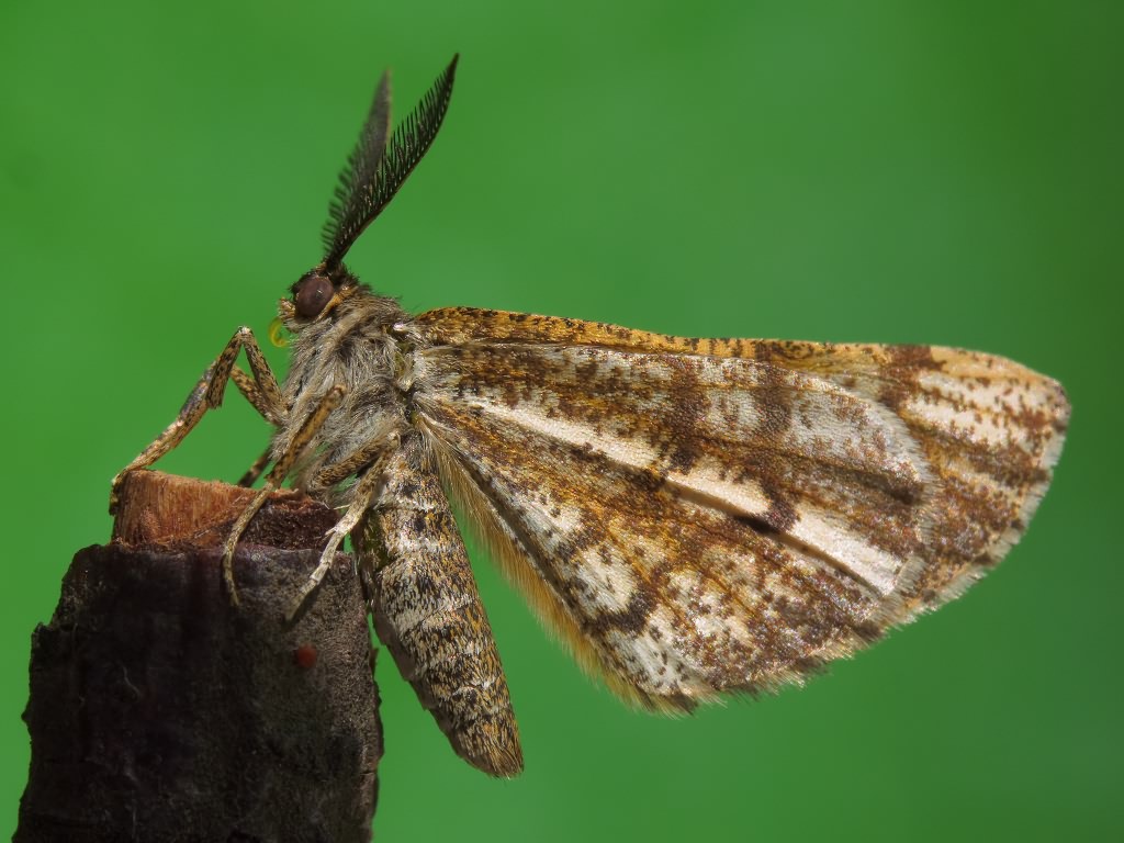 Bupalus piniaria (Linnaeus, 1758)